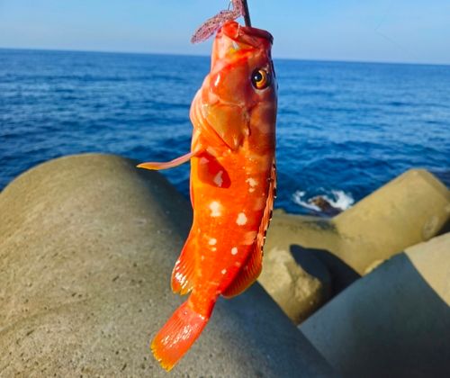 アカハタの釣果