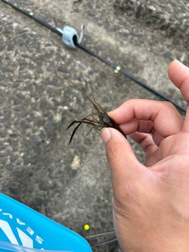 テナガエビの釣果