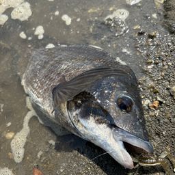 クロダイ