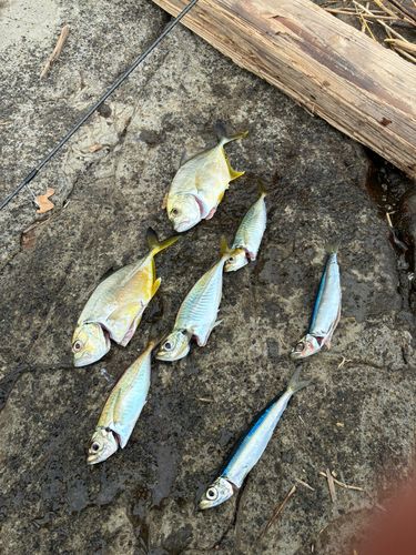 ギンガメアジの釣果