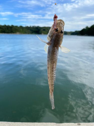ハゼの釣果