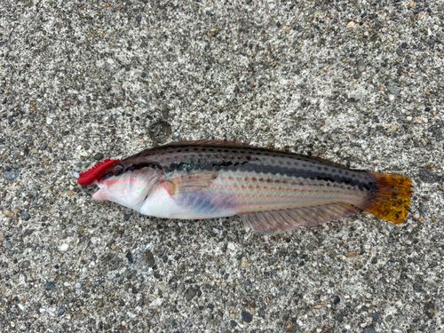 キュウセンの釣果