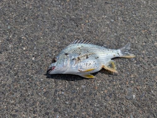 キビレの釣果