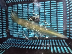 ケンサキイカの釣果