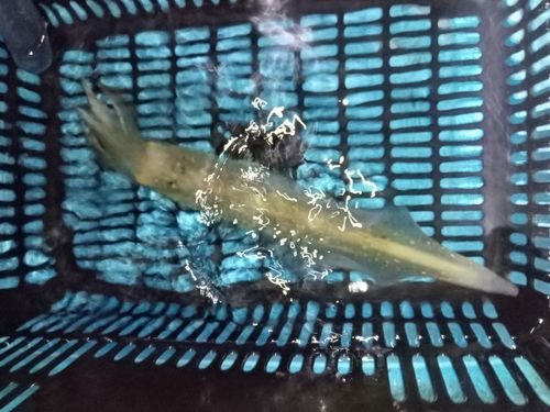 ケンサキイカの釣果