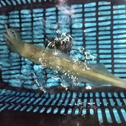 ケンサキイカ