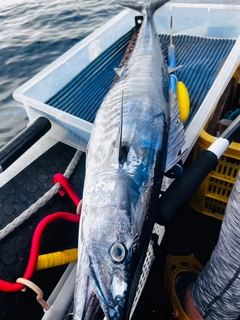 カマスサワラの釣果