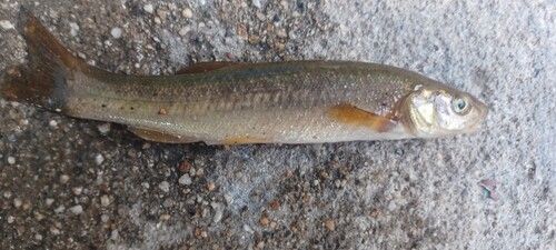 アブラハヤの釣果