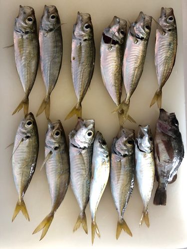 アジの釣果