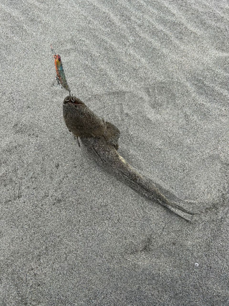 マゴチ