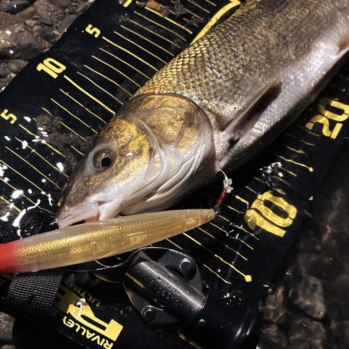 ウグイの釣果