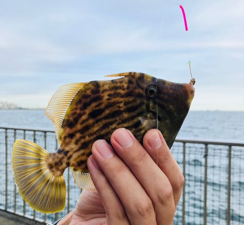 カワハギの釣果