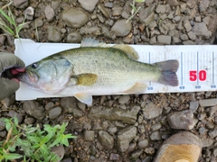 ラージマウスバスの釣果