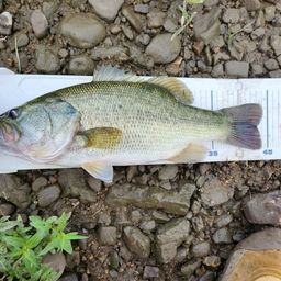 ラージマウスバス