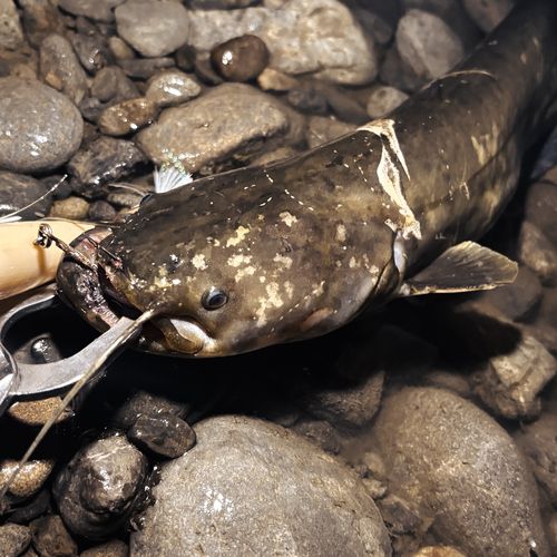ナマズの釣果