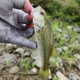 ラージマウスバス