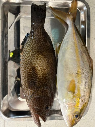 ネイリの釣果