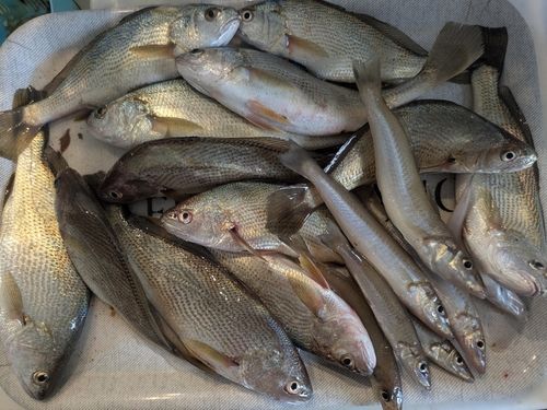 シロギスの釣果