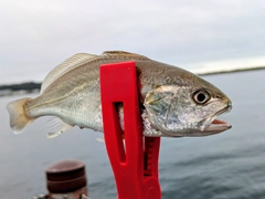 イシモチの釣果