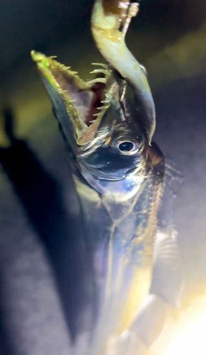 タチウオの釣果