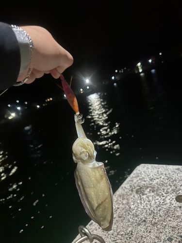 コウイカの釣果
