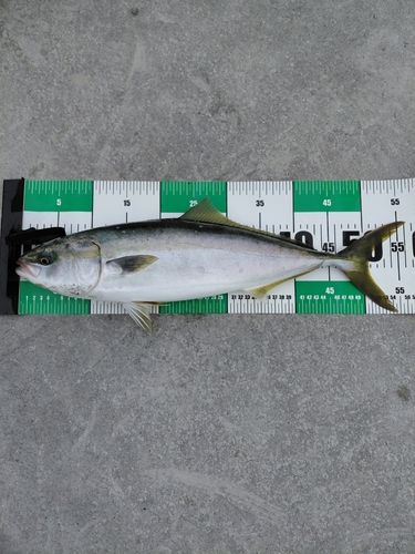 イナダの釣果