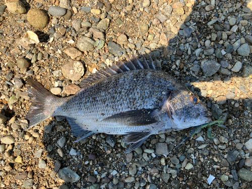 チヌの釣果
