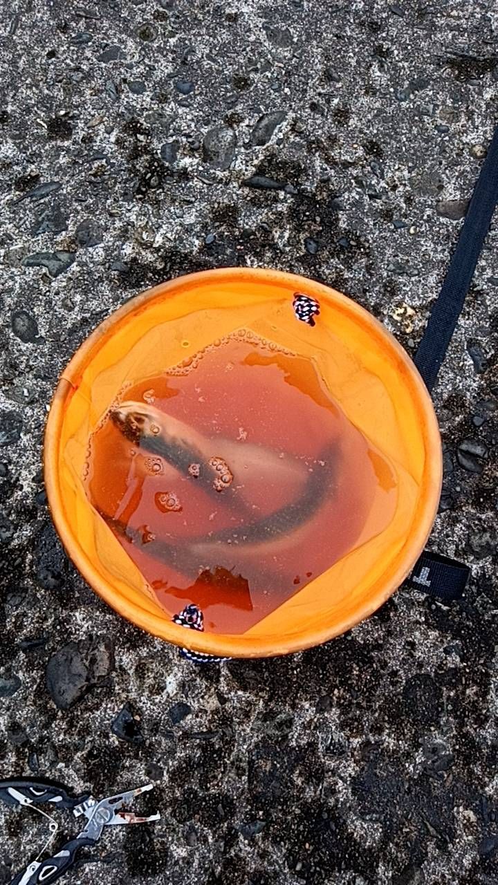 サバ