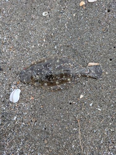 ソゲの釣果