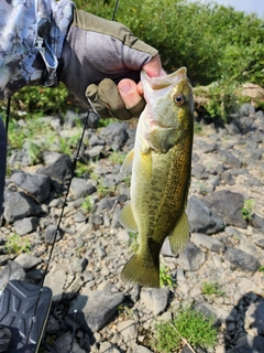 ラージマウスバスの釣果