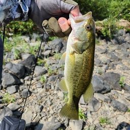 ラージマウスバス