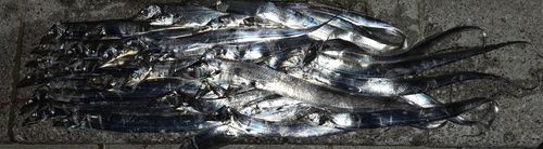 タチウオの釣果