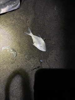 コバンアジの釣果