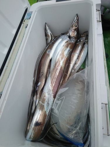 タチウオの釣果