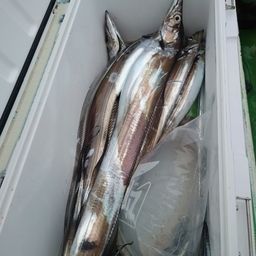タチウオ