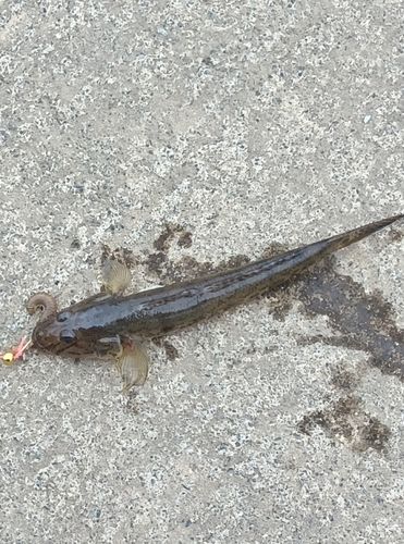 ハゼの釣果