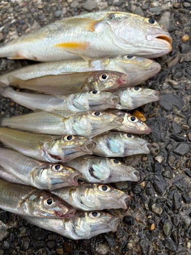 シロギスの釣果