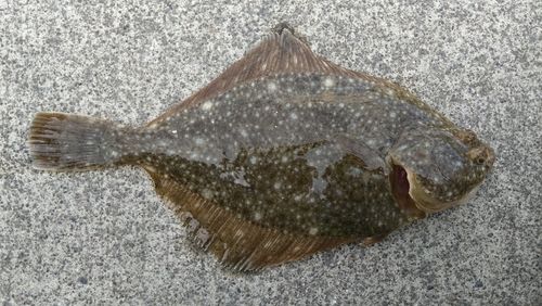 カレイの釣果
