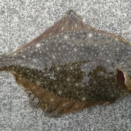 カレイ