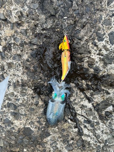 アオリイカの釣果