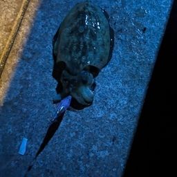 モンゴウイカ
