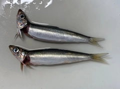 ウルメイワシの釣果