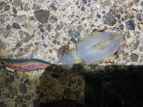 アオリイカの釣果