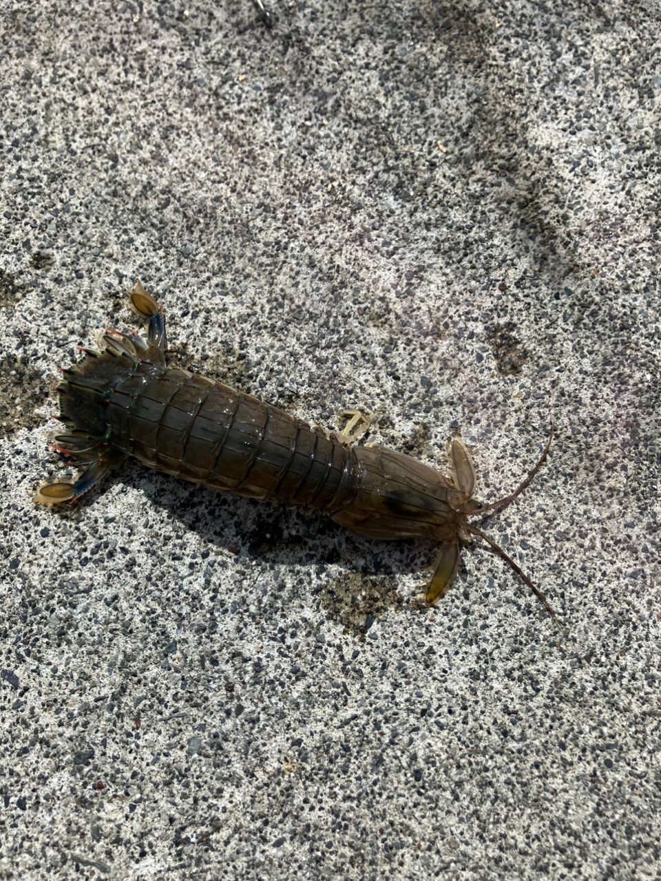 シャコエビ