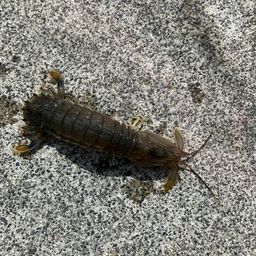 シャコエビ