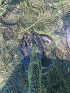 アユの釣果