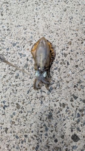 釣果