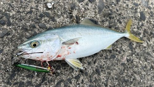 釣果