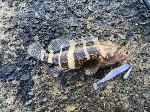 アオハタの釣果