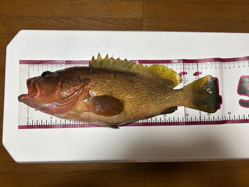 ケンサキイカの釣果